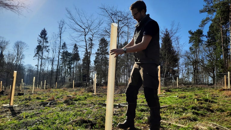 Ranger planting at tree at Ickworth Estate